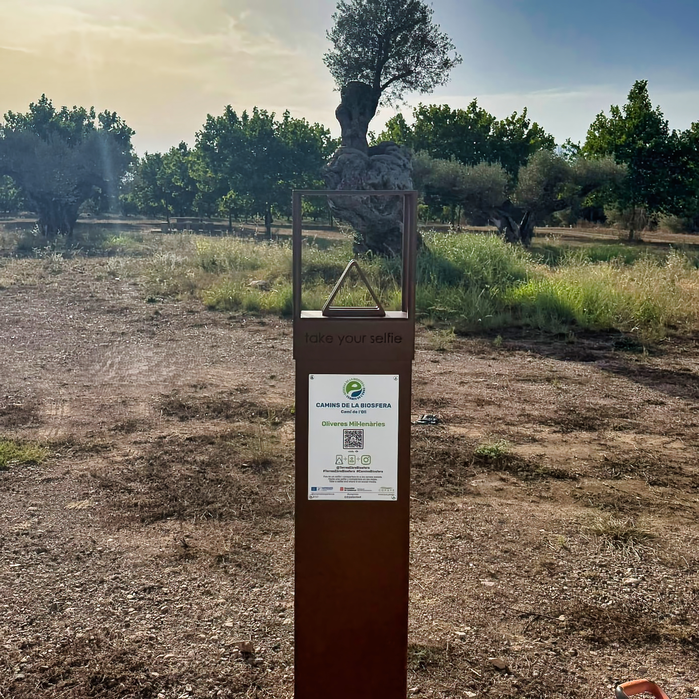 Oliveres Mil·lenàries